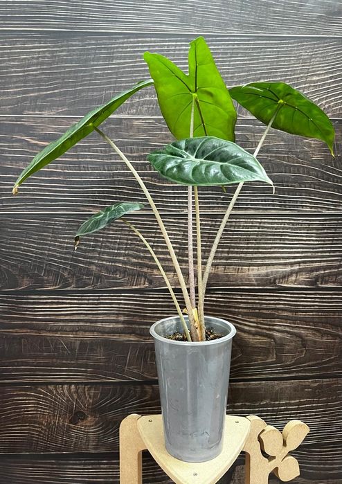 Продам Alocasia Pink Princess