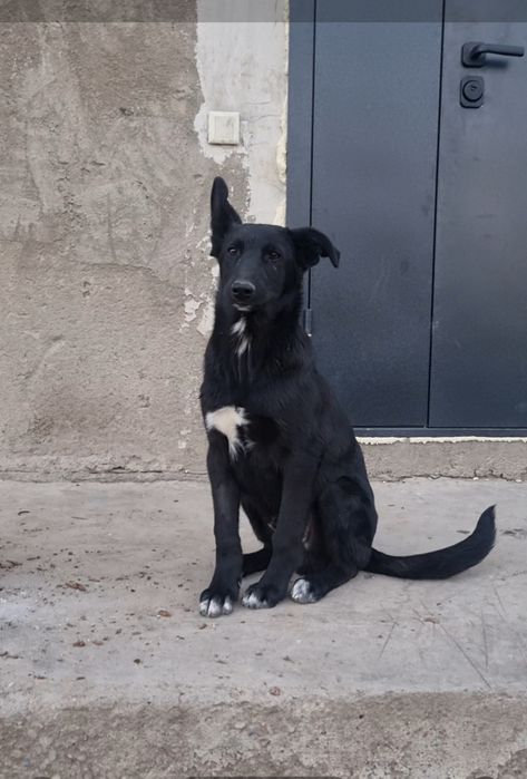 Блэк ищет дом. Доставлю!