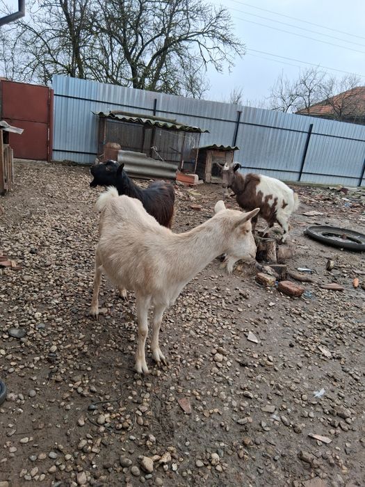 Vând 2 capre și un țap