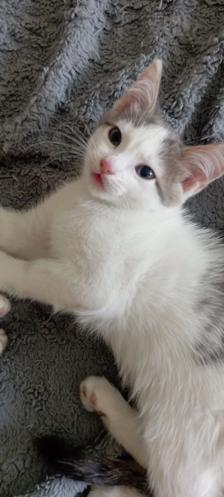 Отдам котят бесплатно