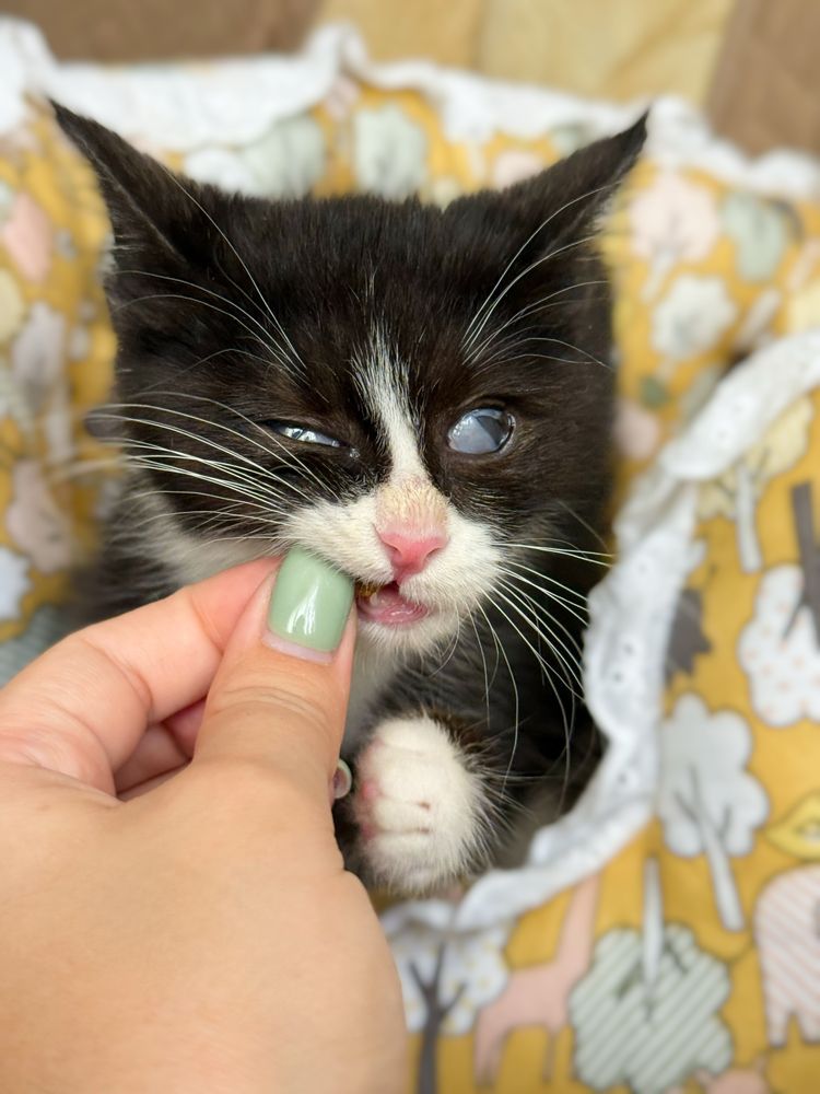Котенок в добрые руки