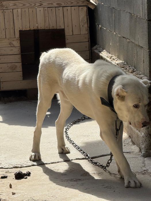 Продаю собаку тобет, 1,5 месяца