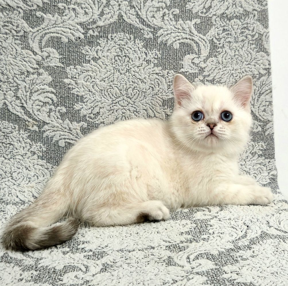 ласковый котёнок