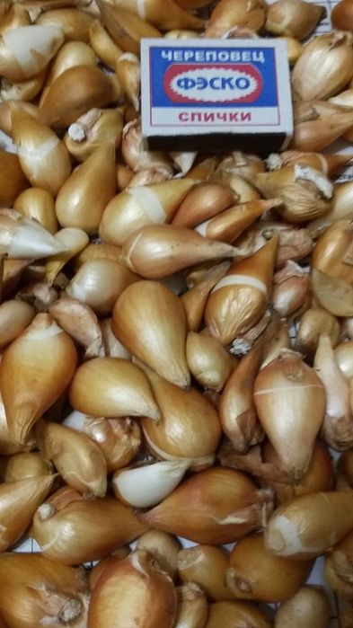 Луковицы Голландских тюльпанов