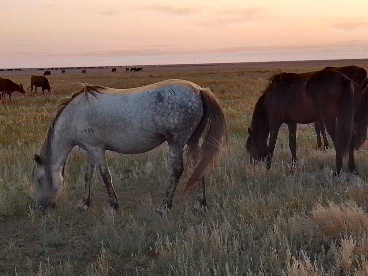 Семіз бие сатылады