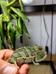 Reptile (gecko, cameleon, phelsuma, tokay)