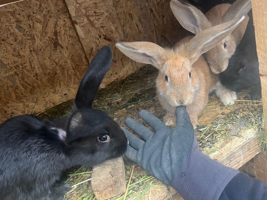 Pui de iepuri Urias Belgian