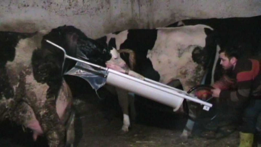 Родовспомогатель для коров- Турция