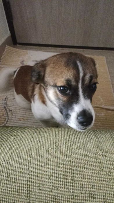 donez catel deparazitat