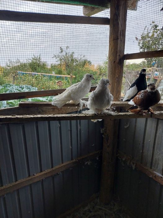 Vând porumbei creți