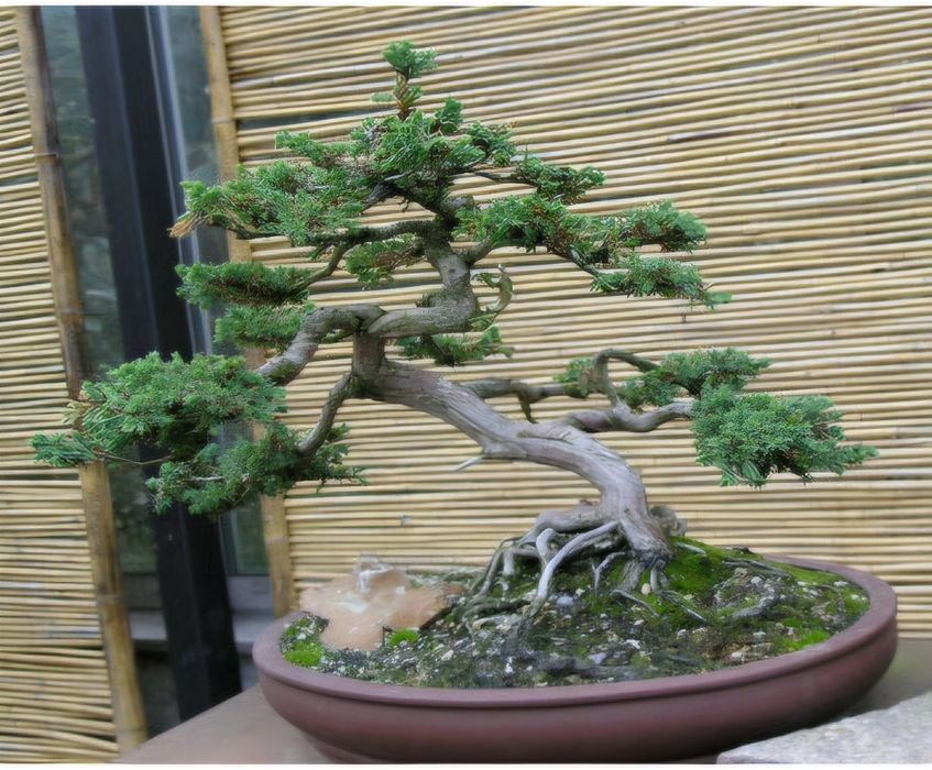 Bonsai Ienupăr Chinezesc