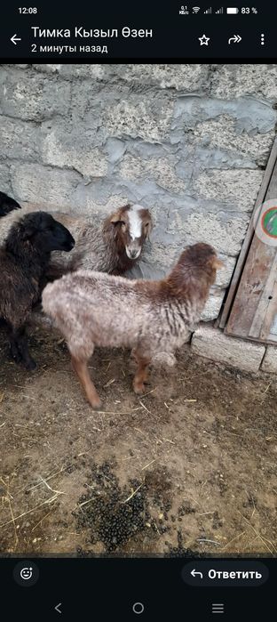 Семіз тоқтылар бар Акшакурда.