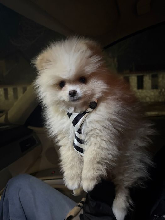 Мини Померан 3 месеца