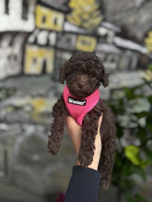 Пудел той/ Poodle toy