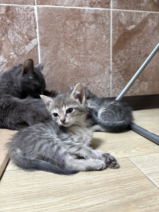 Отдам бесплатно котят