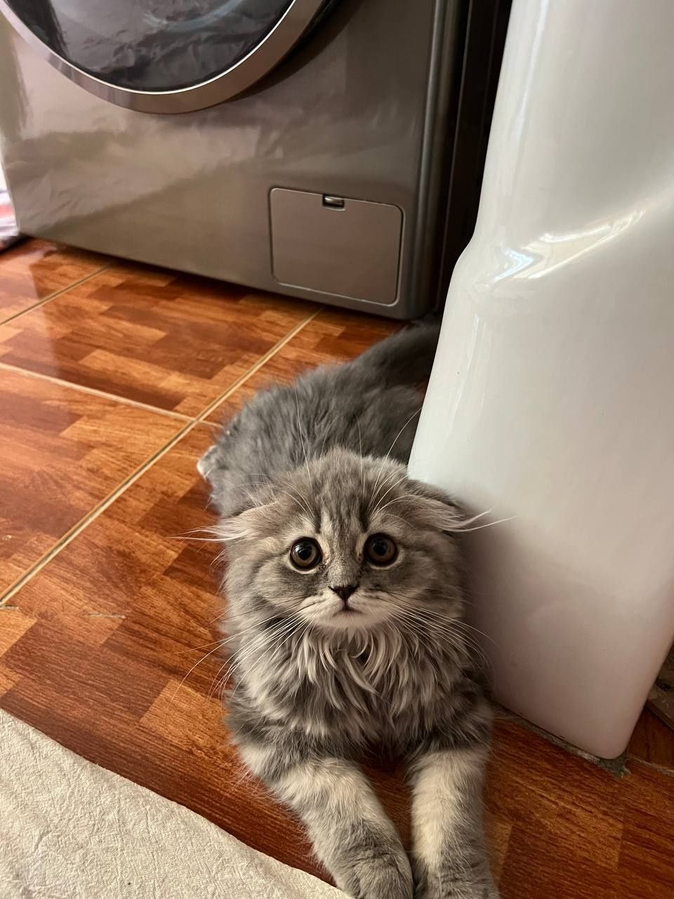 Scottish Fold 4ta