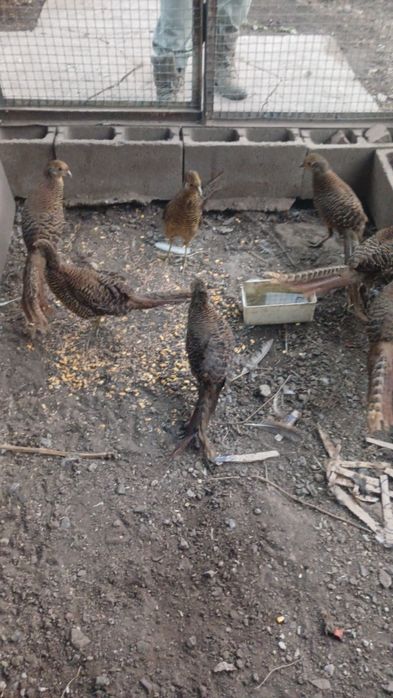 Продам  фазанов  золото  только самки