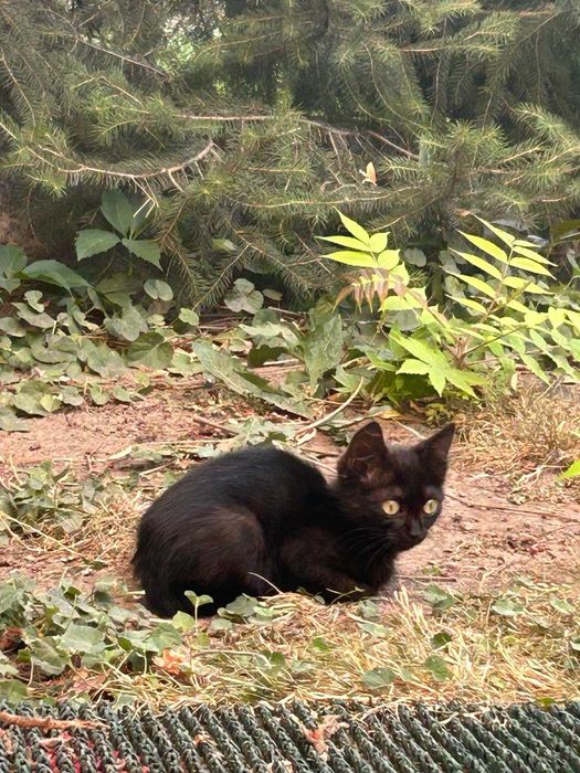 Отдам котят в хорошие руки