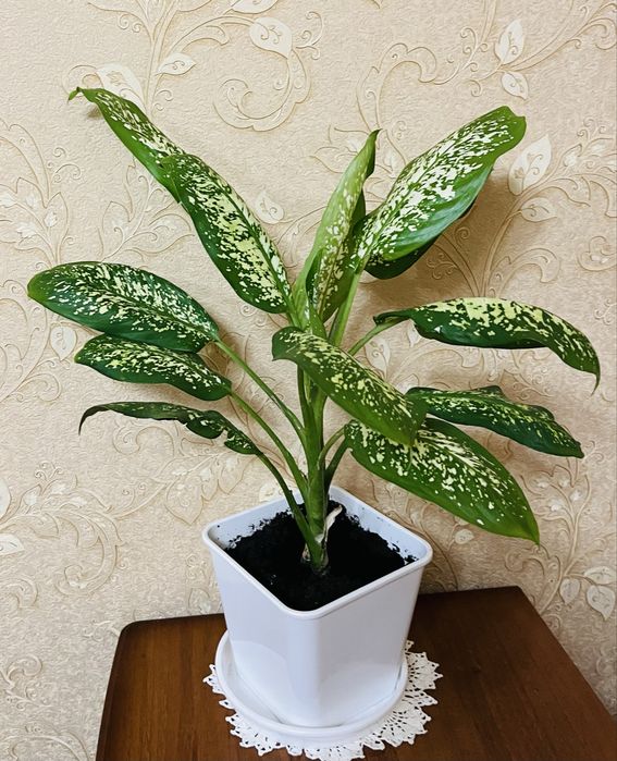 Продам диффенбахию