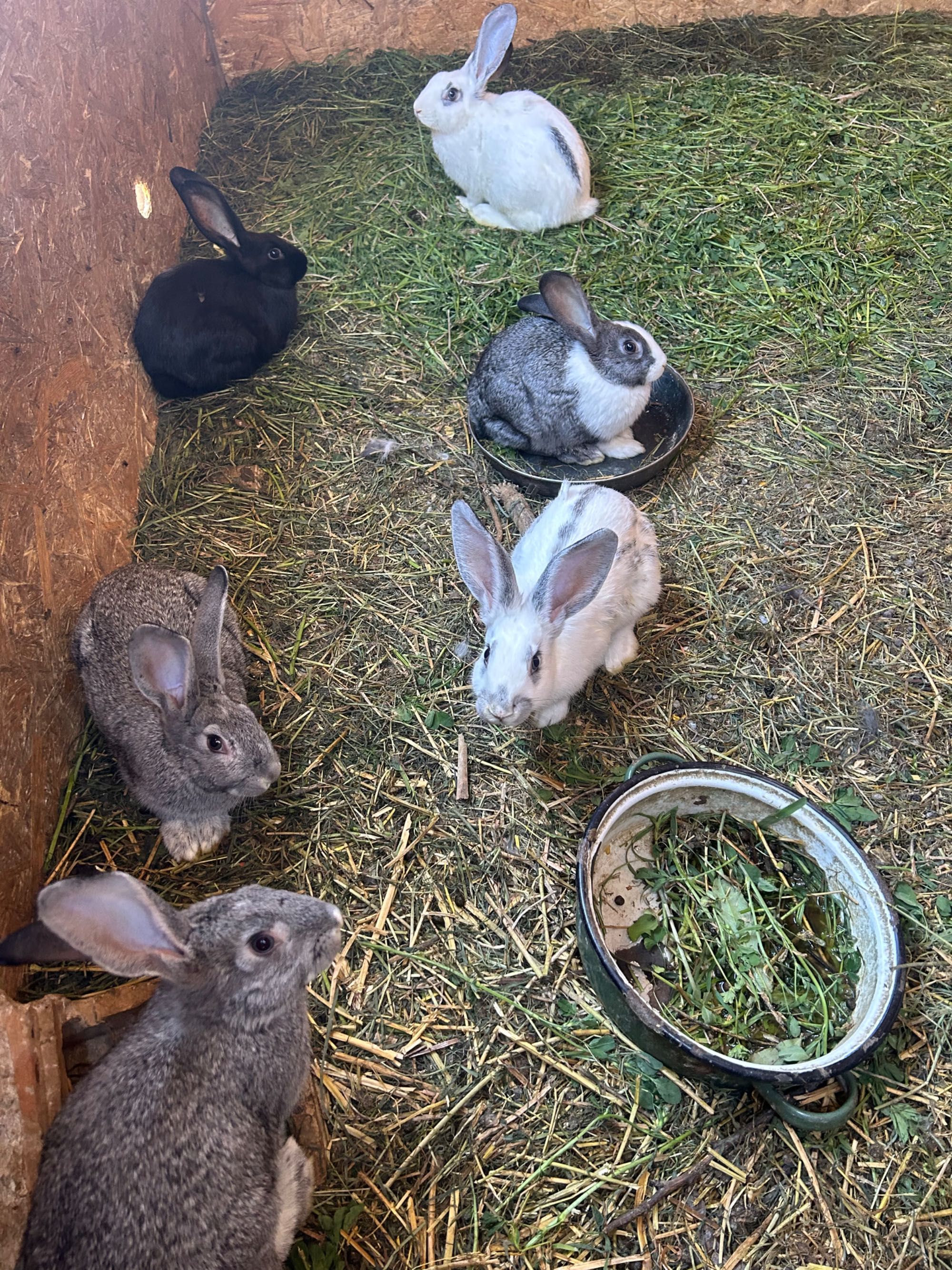Iepurași de vânzare vârste diferite !