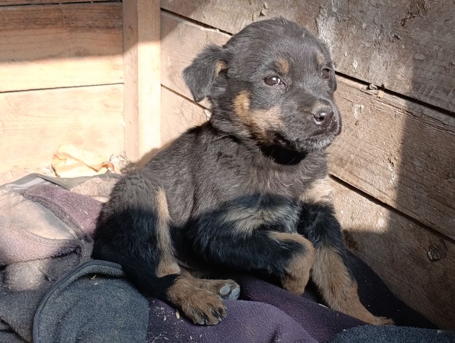 . jinsi qiz. 1yarim oylik