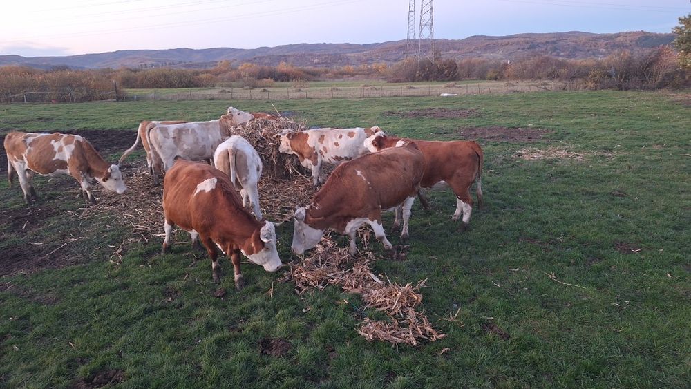 Vând 10 vaci diferite varste