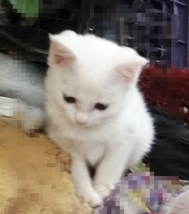 Продаются котята скотиш-страйт девочка . Скотиш.