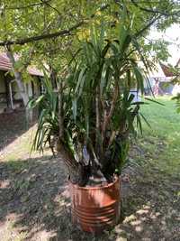 Plantă ornamentală - YUCCA