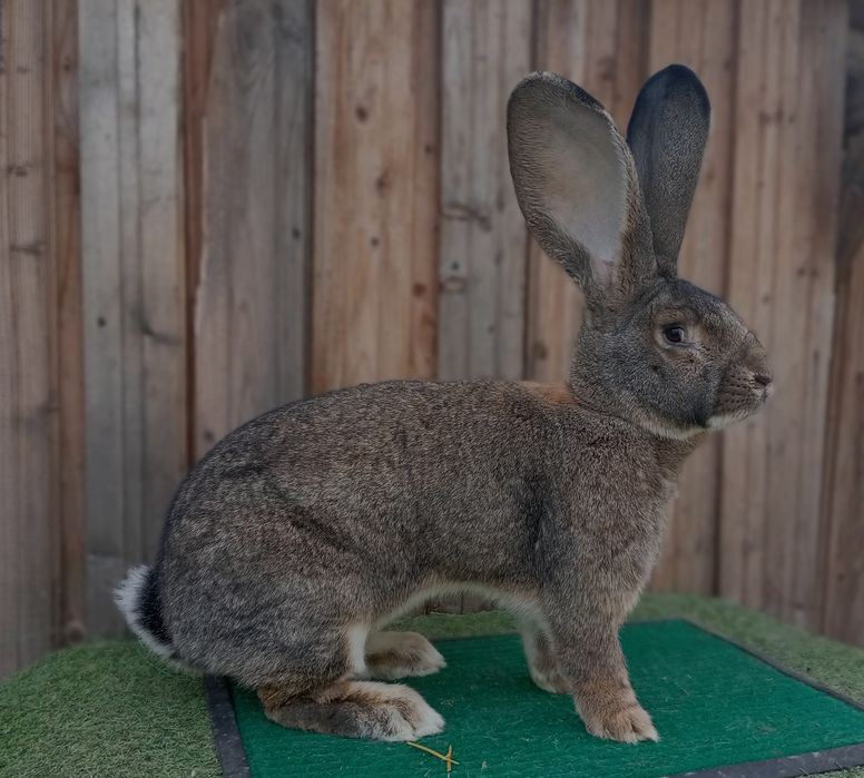 Iepuri Uriaș german gri / Hycole