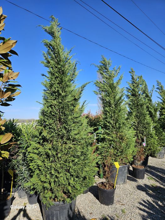 Vindem leylandii de foarte buna calitate