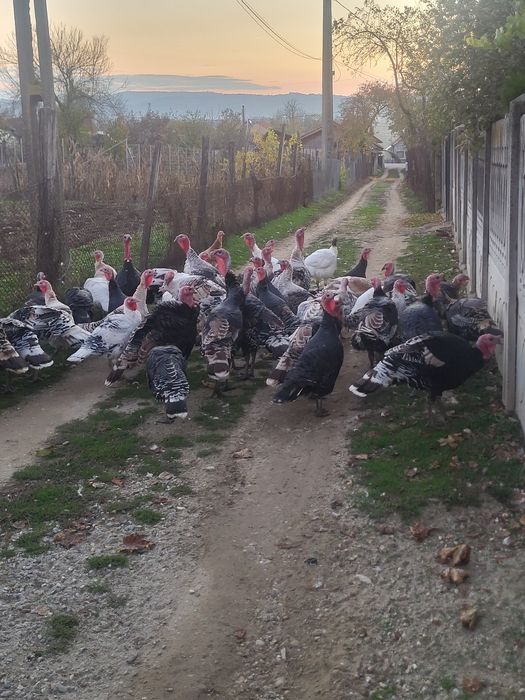 Vând curci si curcani