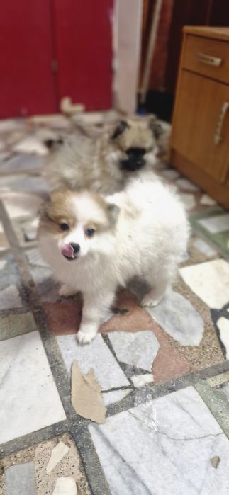 Мини шпиц/померан женски