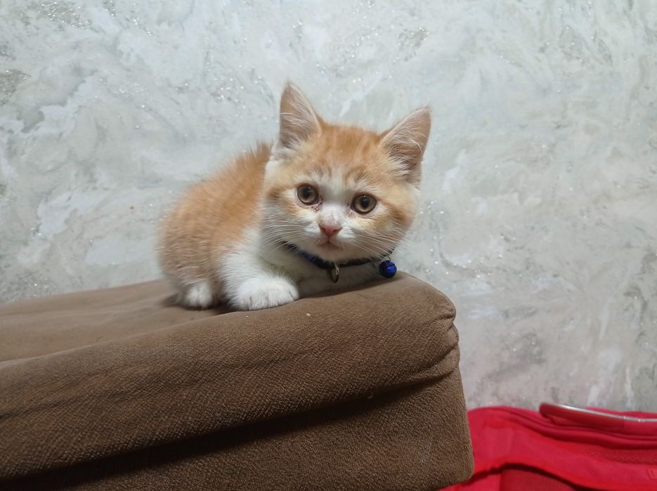 Britanskiy shinshillalar sotiladi srochni