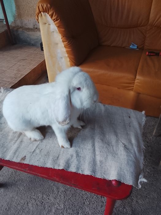 Vând  iepuri un mascul berbec german în vârstă de nouă luni vând urgen