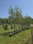 Mesteacăn Tei platan catalpa
