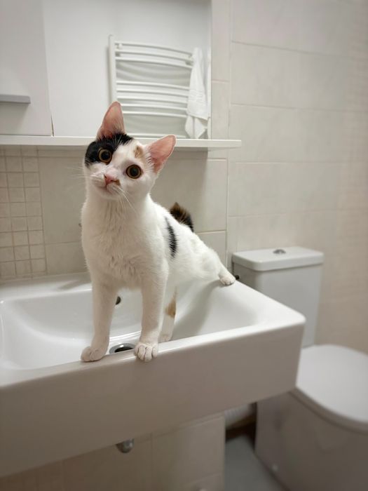 Ești smart? Adoptă o pisică pe măsură!