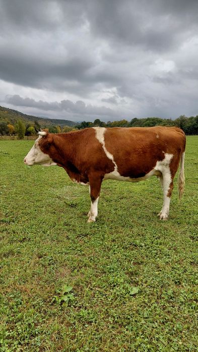 De vanzare vaci baltata românească   pret  difera de la animal la anim