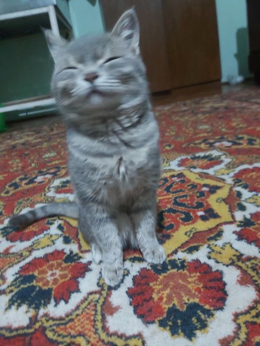 Mushuk sotilmaydi siz aldandingiz