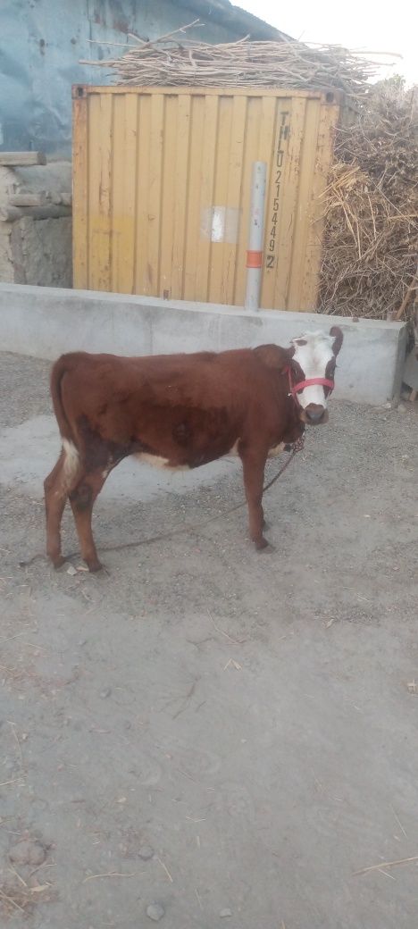 Smental ğunojin sotiladi