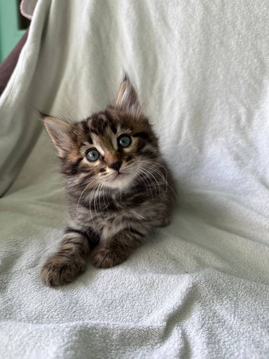 Котята родились 18 сентябрь  здоровый