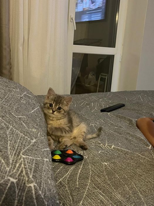 Продам котенка.