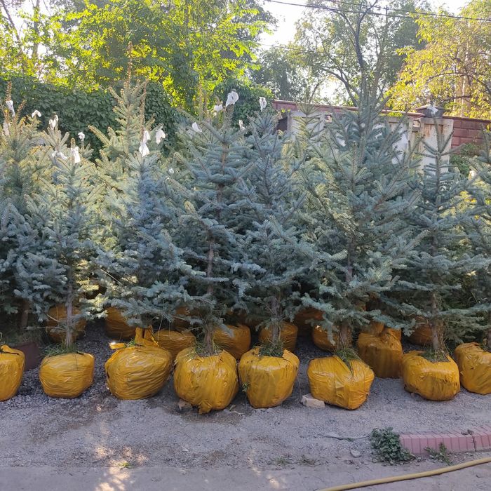 Канадская голубая ель Глаука 160-180 см. / 35000 тг. Елки саженцы