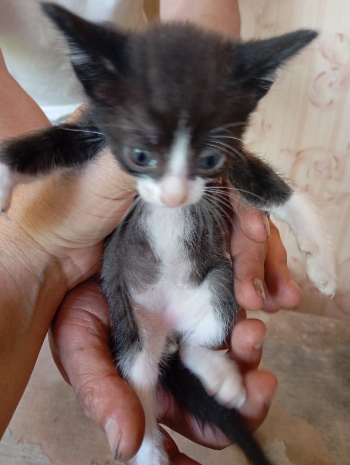 Симпатичные котята