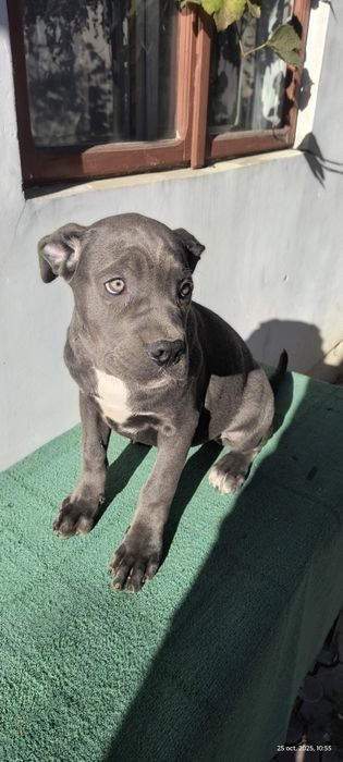 Femela Cane Corso blue