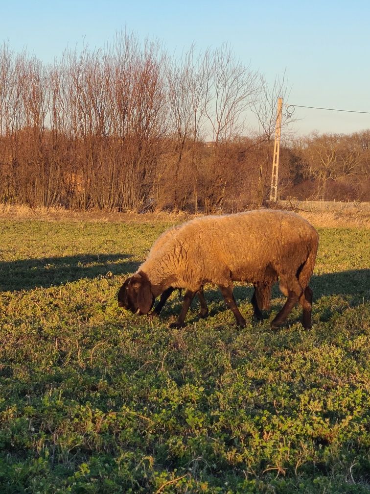 Berbeci sarbesti de vanzare