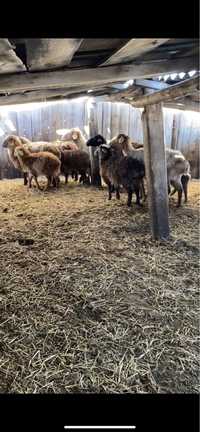 Продам овцематок овец с ягнятами обмен