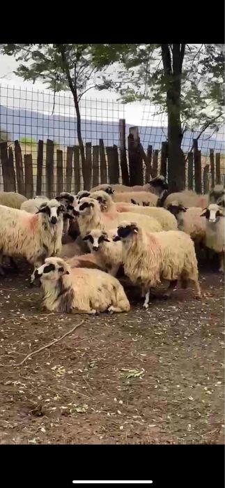 De vânzare-35 de oi