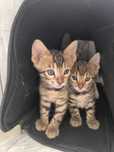 Продам чистокровных котят бенгалов!