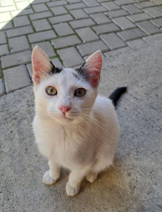 Pisici spre adopție