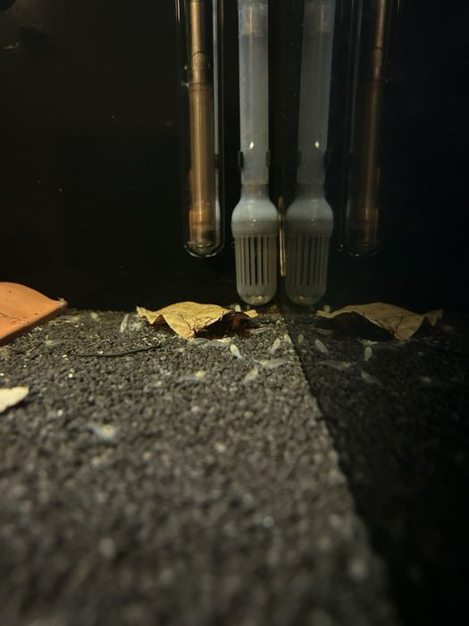 Скариди Snowball